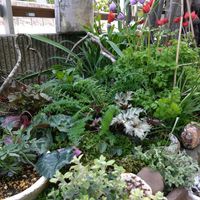 エビネ,セツブンソウ,ロクベンシモツケ,イングリッシュブルーベル,プルモナリア　ブルーエンサインの画像