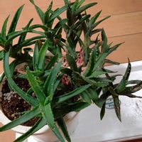 キダチアロエの画像