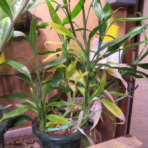 ミリオンバンブー,ドラセナ・サンデリアーナ,富貴竹,観葉植物,癒しの画像
