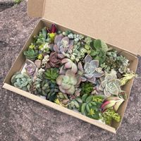 寄せ植え,多肉植物,カット苗,手作りの庭,多肉ガーデンの画像