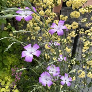 アグロステンマ,可愛い,ピンクの花,放置栽培,ずぼらガーデナーの画像