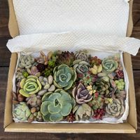 多肉植物,カット苗,手作りの庭,多肉ガーデン,購入記録の画像