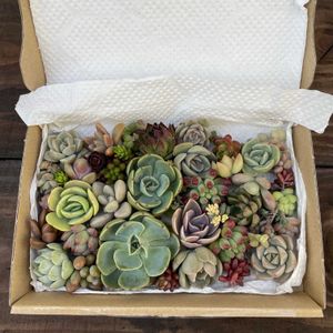 多肉植物,カット苗,手作りの庭,多肉ガーデン,購入記録の画像