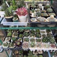 サボテン,ハオルチア,多肉植物,ガステリア,開花の画像