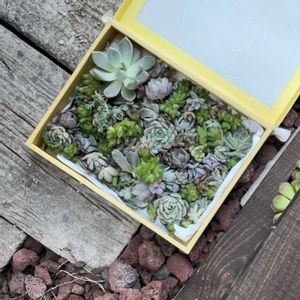 寄せ植え,多肉植物,カット苗,多肉ガーデン,購入記録の画像