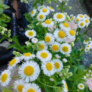 春紫苑 （はるじおん）,ハーブのある暮らし,レモンバーム♡,ハルジョオンの花,小さな幸せ❤の画像