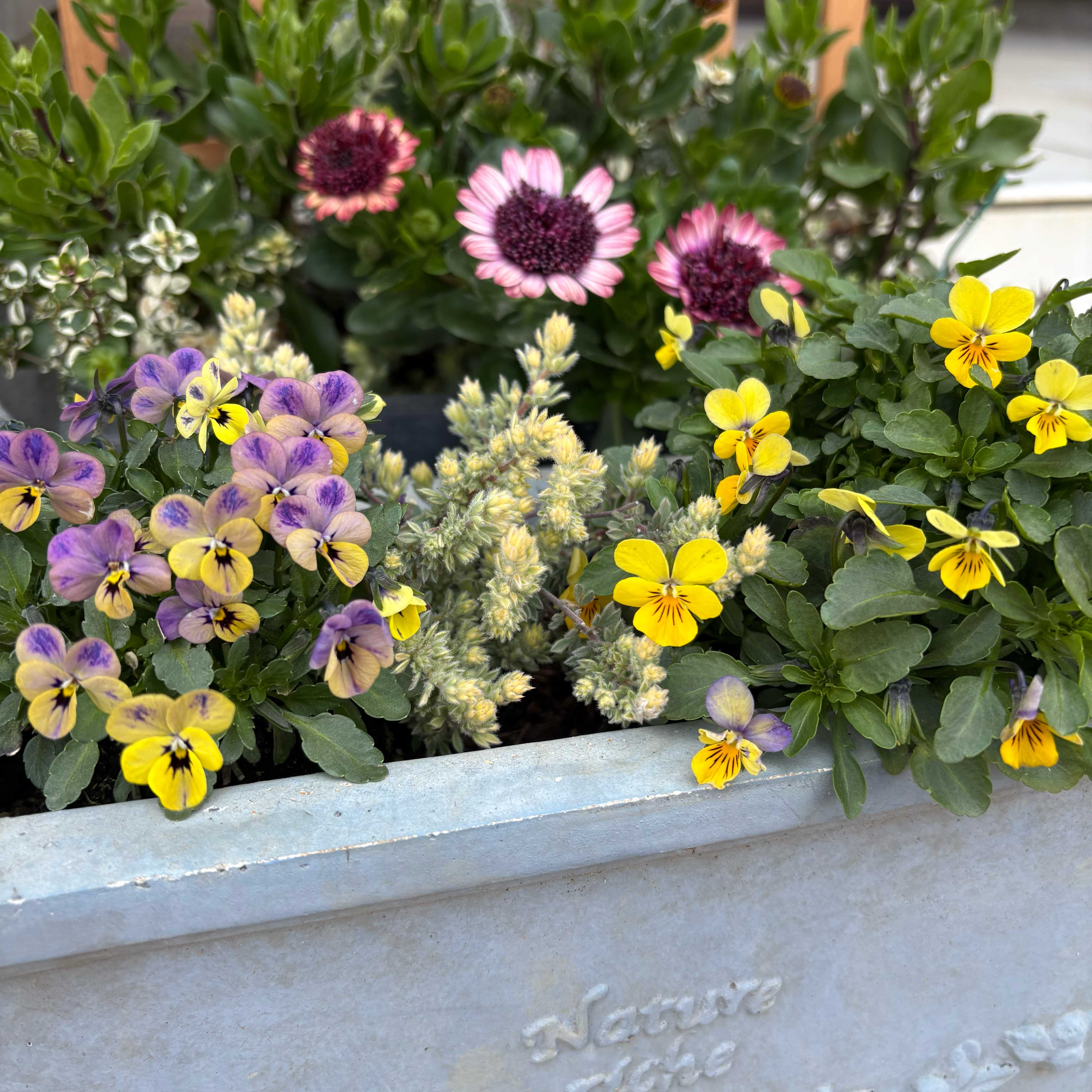 神戸べっぴんさんビオラ：夢紡ぎの一覧｜🍀GreenSnap（グリーンスナップ）