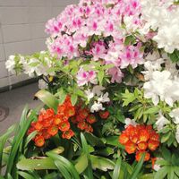 街の植栽,植物写真,植物散歩,植物散策,ウケザキクンシランの画像