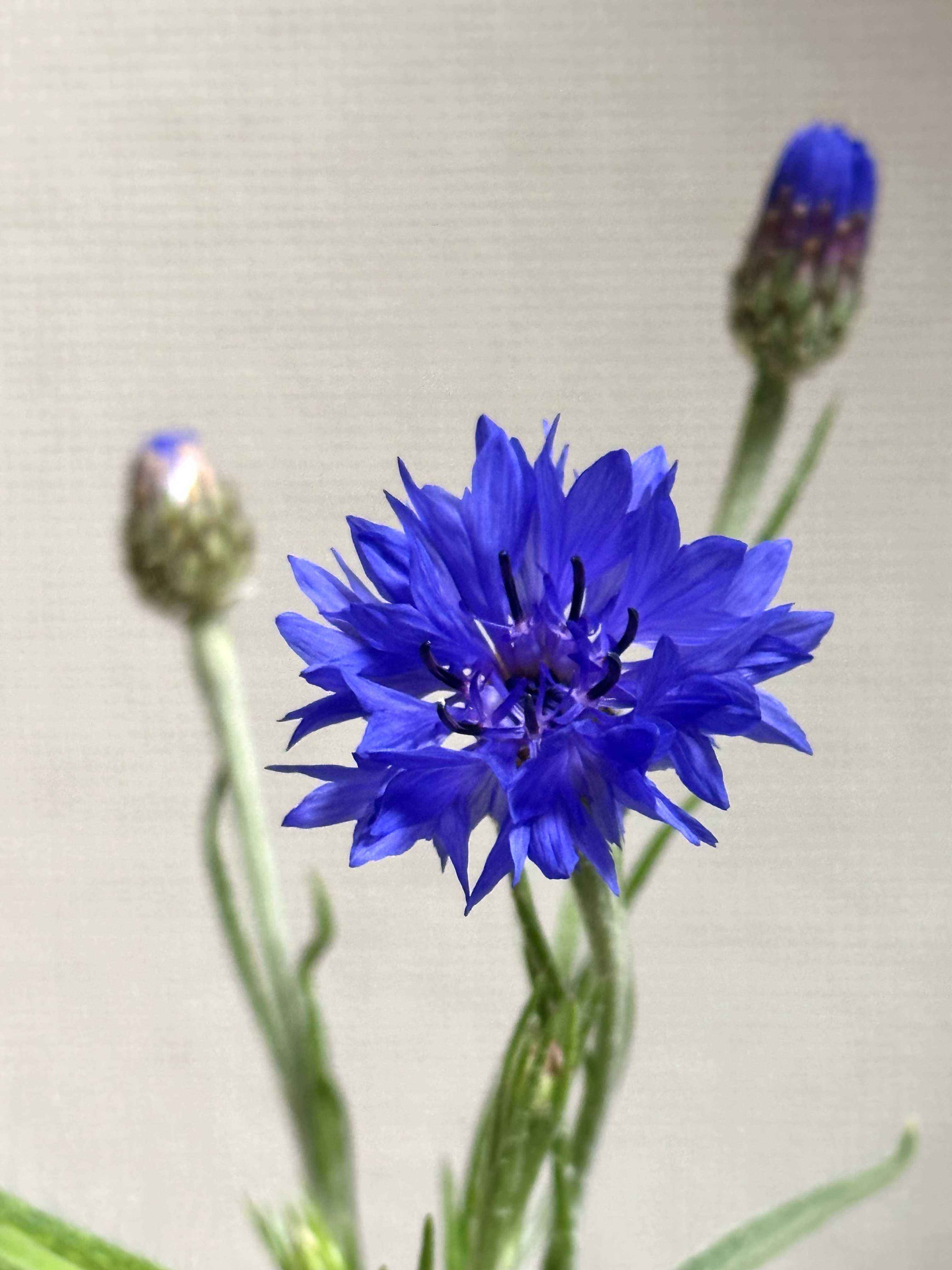 矢車菊の投稿画像一覧｜🍀GreenSnap（グリーンスナップ）