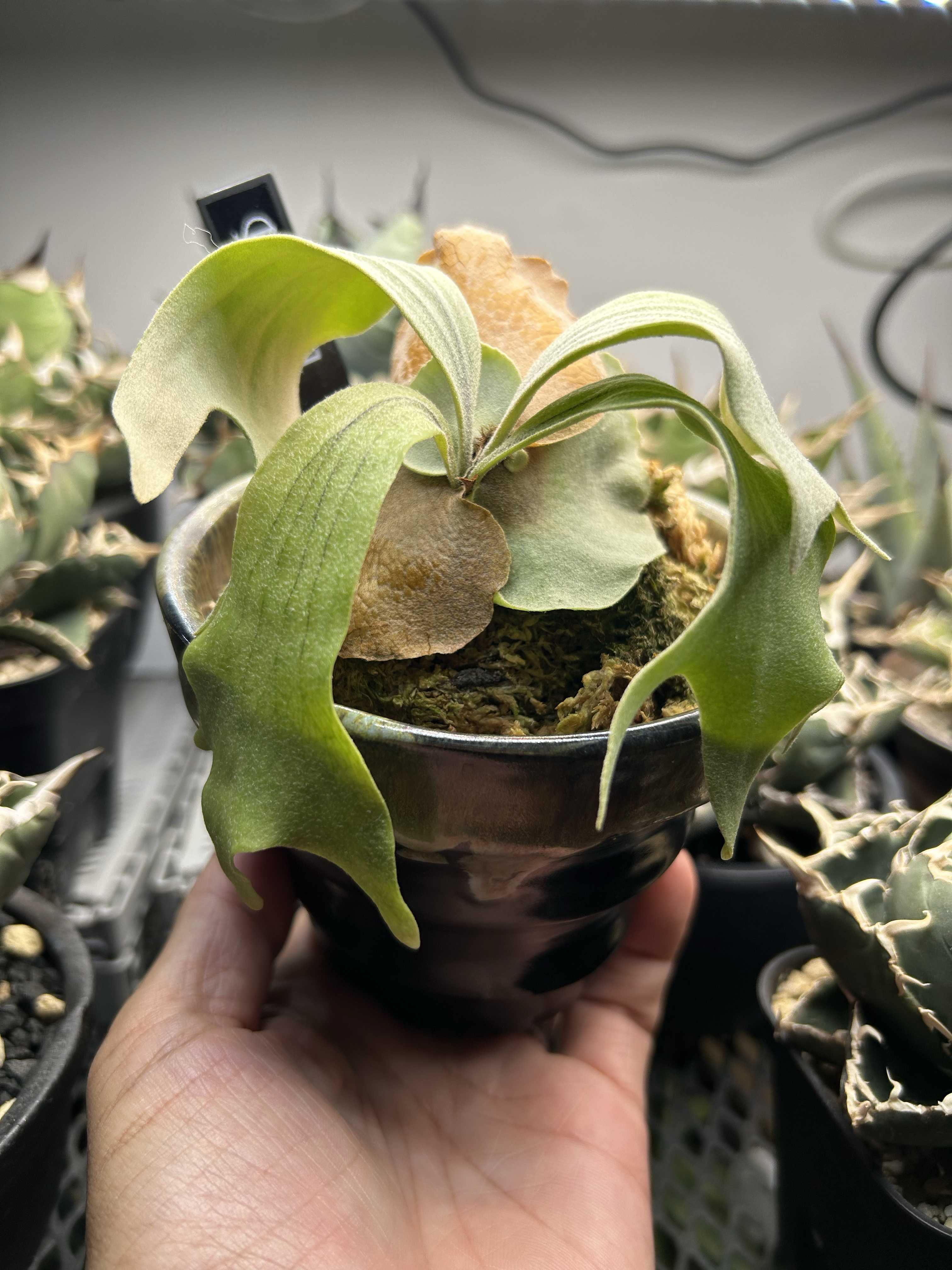 リドレイの成長について ビカクシダの森