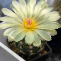 カランコエ,レウィシア,すみれ丸,菫丸,サボテンの花の画像