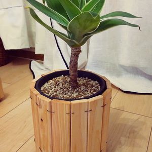 アテナータ,アガベアテナータ斑入り,鉢カバー,自作,斑入り。の画像