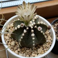 ギムノカリキウム,牡丹玉,多肉植物,ダイソー,開花の画像