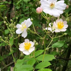 ノイバラ,ノイバラ,自然農法,菌ちゃん元気野菜,家庭菜園の画像
