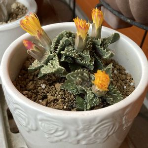多肉植物,多肉女子,窓辺,キッチン,ベランダの画像