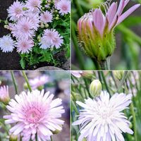 春菊,山椒,黄花木蓮,油菜,ｳｨﾝﾀｰｺｽﾓｽの画像