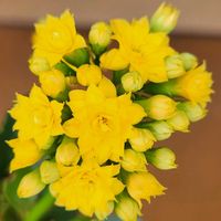 カランコエ,カランコエ,胡蝶の舞,胡蝶の舞,プミラの画像