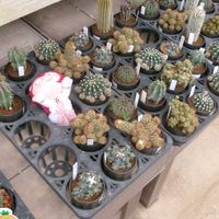 サボテン,サボテン,柱サボテン 鬼面角,サボテンの花開花,サボテンの花の画像
