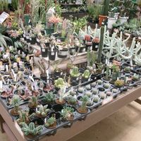 サボテン,サボテンの花,多肉植物とサボテン,サボテンの寄せ植え,サボテン☆の画像