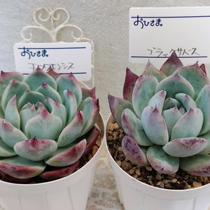 チワワエンシス,ブラックサバス,エケベリア属,多肉大好き,多肉中毒の画像