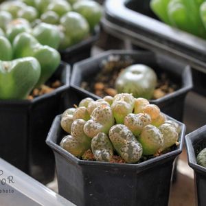 メセン,コノフィツム属,タニラー,その他部屋の画像