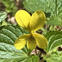 オオバキスミレ,ザゼンソウ,シラネアオイ,バイモ,水芭蕉の画像