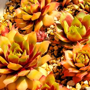 多肉植物と花のある暮らし,センペルビウム　ゴールドナゲット,多肉植物,多肉大好き,たにくの画像