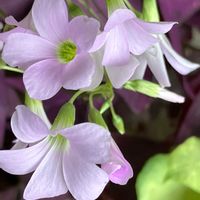 オキザリス,オキザリス 紫の舞（トライアングラリス）,オキザリス 紫の舞（トライアングラリス）,癒し,ピンクの花の画像