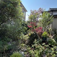 クレマチス,ジャングル,庭はジャングル,母放置植物,庭の画像