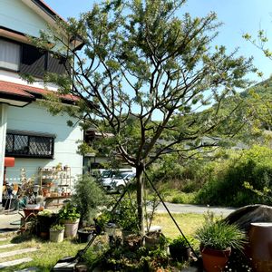 ミモザ,銀葉アカシア,剪定,強剪定,剪定から１０日の画像