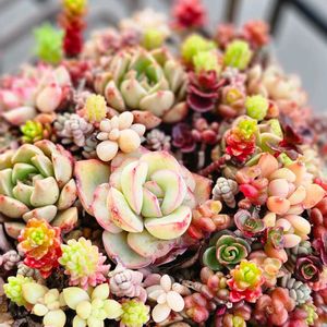 寄せ植え,多肉植物,多肉寄せ植え,エケベリア属,多肉大好きの画像