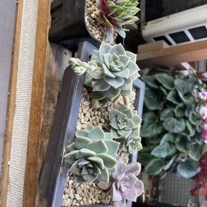 薄氷,パープルディライト,センペルビウム,多肉植物,植え替えの画像