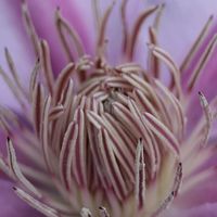 クレマチス,クレマチス,大根,人参,我が家のお花の画像