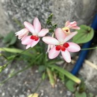 ヒメヒオウギ,お花,ネコ好き,多肉好き,アヤメ科フリージア属の画像