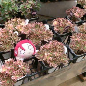 miyuki*･☪:.多肉,多肉の寄せ植え,多肉初心者,多肉棚,多肉植物とサボテンの画像