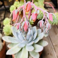 トロムソ,多肉植物,鉢植え,エケベリア属,開花の画像
