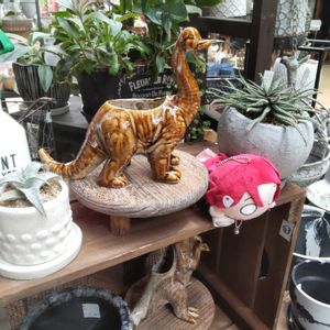 miyuki*･☪:.多肉,多肉の寄せ植え,多肉初心者,多肉棚,多肉植物とサボテンの画像