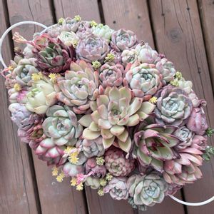 タイトゴメ,トリカラー,斑入りタイトゴメ,多肉植物 寄せ植え,多肉植物 寄せ植えの画像