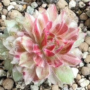センペルビウム,多肉植物,多肉男子, センペルビウム,日曜日はセンペルの画像