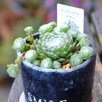 多肉植物,ベランダガーデニング,可愛い❤,自作リメ鉢,癒される♪の画像