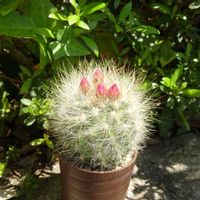 白翁玉,ネオポルテリア,多肉植物,観葉植物,100均の画像