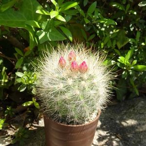 白翁玉,ネオポルテリア,多肉植物,観葉植物,100均の画像