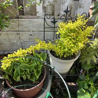 胡蝶の舞,ヒューケラ,多肉植物,季節を楽しむ,メギ科の画像