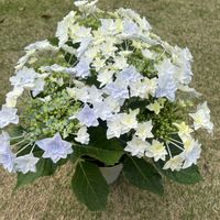 ガクアジサイ,ブルー系の紫陽花,紫陽花 アジサイ あじさい,娘からのプレゼント,ありがとう❤️の画像