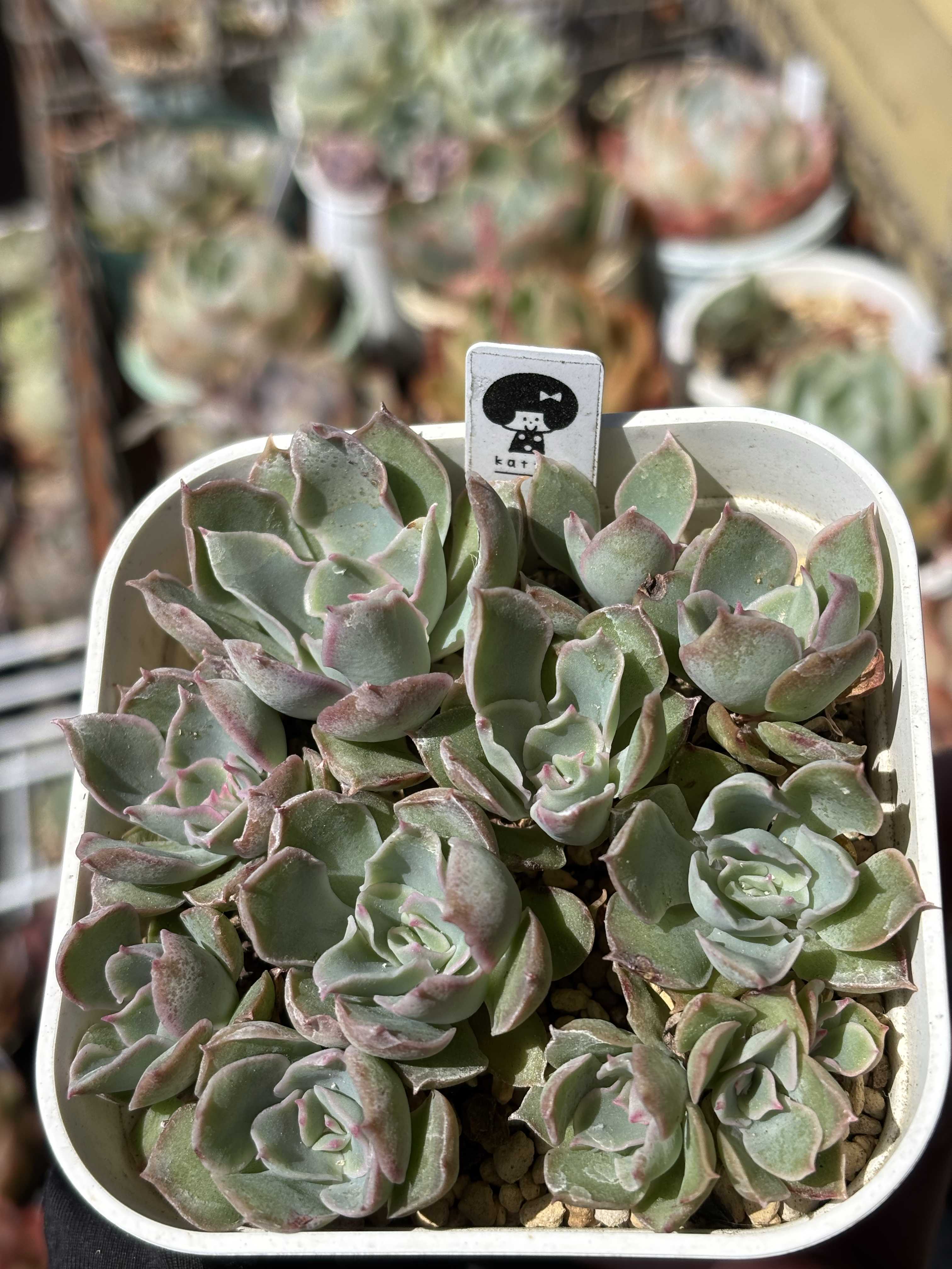 お纏め　多肉植物　レア　マジックサバナ錦　カット マジックサバナ】の紹介ページ｜E-TANIKU（イータニク）