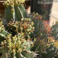 紅彩閣,南十字星,ドリミオプシス マクラータ,紅彩閣((こうさいかく),ユーフォルビアの画像