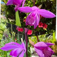 シラン,紫蘭,ラン科,花咲く乙女たち♡,愛の花♡の画像