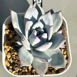 ブラックサバス,多肉植物,エケベリア属の画像
