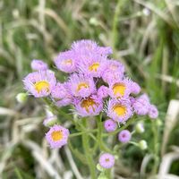 ハルジオン,今日の花,岐阜県,多肉男子,今日のお花の画像