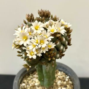 松露玉,多肉植物,サボテン科,花のある暮らし,接木サボテンの画像